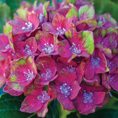 50 Glam Rock Hydrangea Hardy Perennial Flowers Seeds