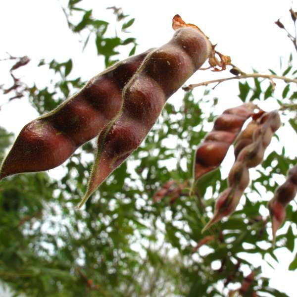50 Red Pigeon Pea Seeds