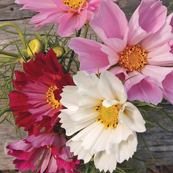 500 COSMOS SEA SHELLS Flower Seeds