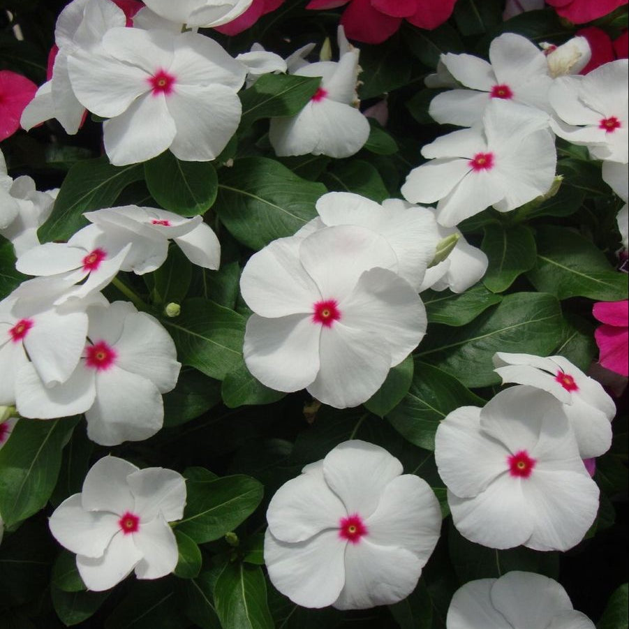 White flowers with red centers in a garden setting