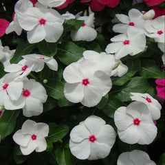 White flowers with red centers in a garden setting