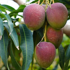 Mangoes hanging from a tree with green leaves