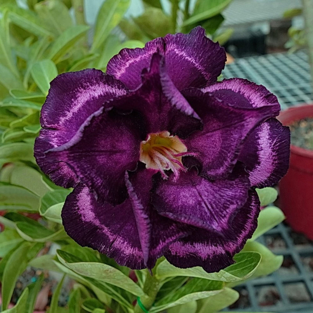 15 Thai Forever Purple Adenium Obesum Double layer Desert Rose Seeds