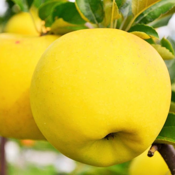 Yellow apples on a tree branch with green leaves.