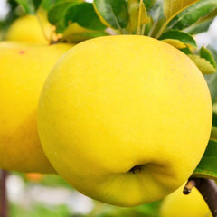 Yellow apples on a tree branch with green leaves.