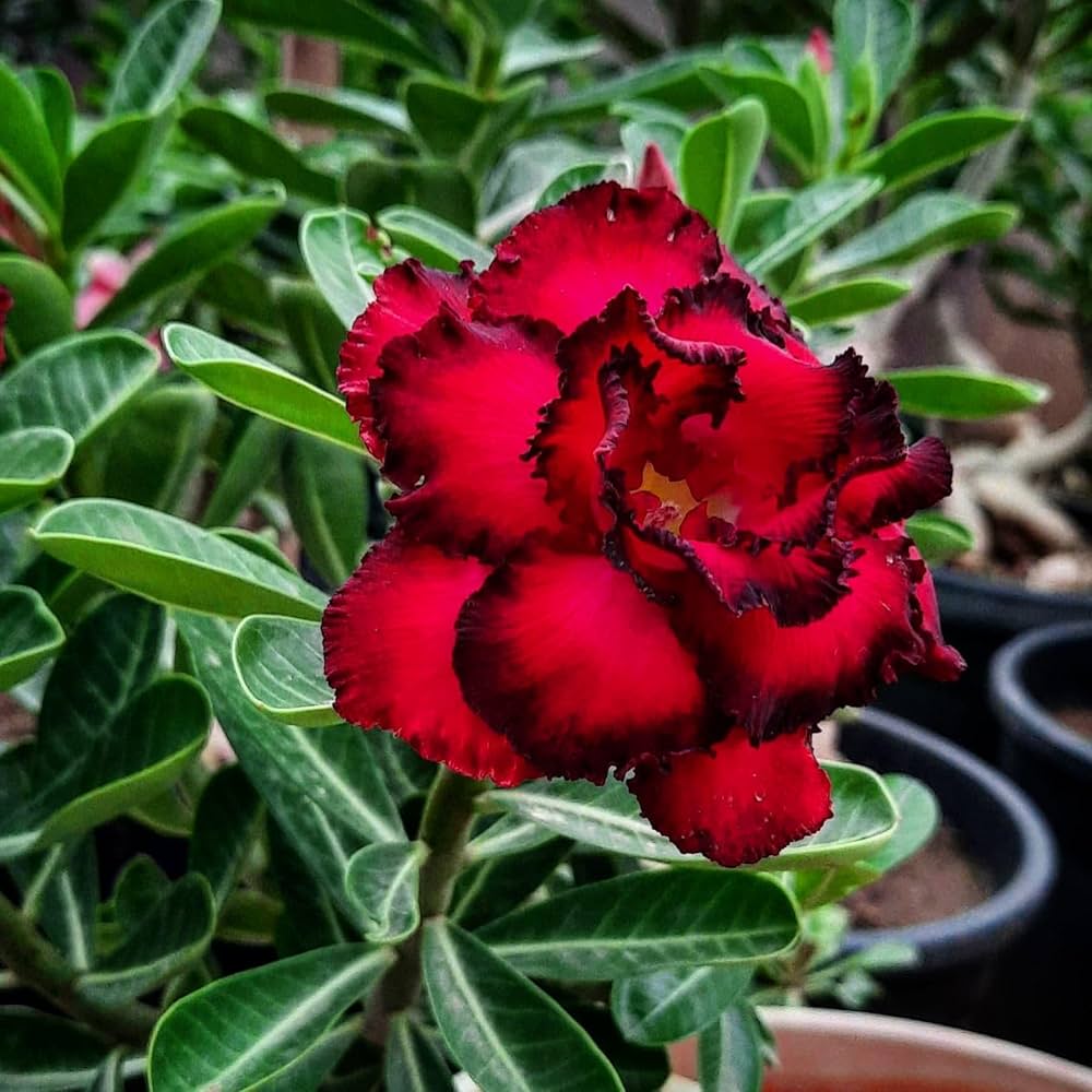 15 Thai Black Red Adenium Obesum Desert Rose Seeds