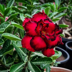 15 Thai Black Red Adenium Obesum Desert Rose Seeds
