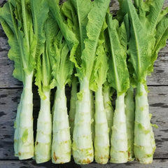 500 Green Stem Celtuce Wosun Seeds Asian Vegetable Chinese Celery Lettuce Asparagus