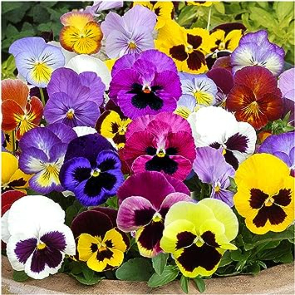 100 Mixed Assorted Cat Face Flowers Swiss Giant Pansy Flower Seeds (Flower Plants)