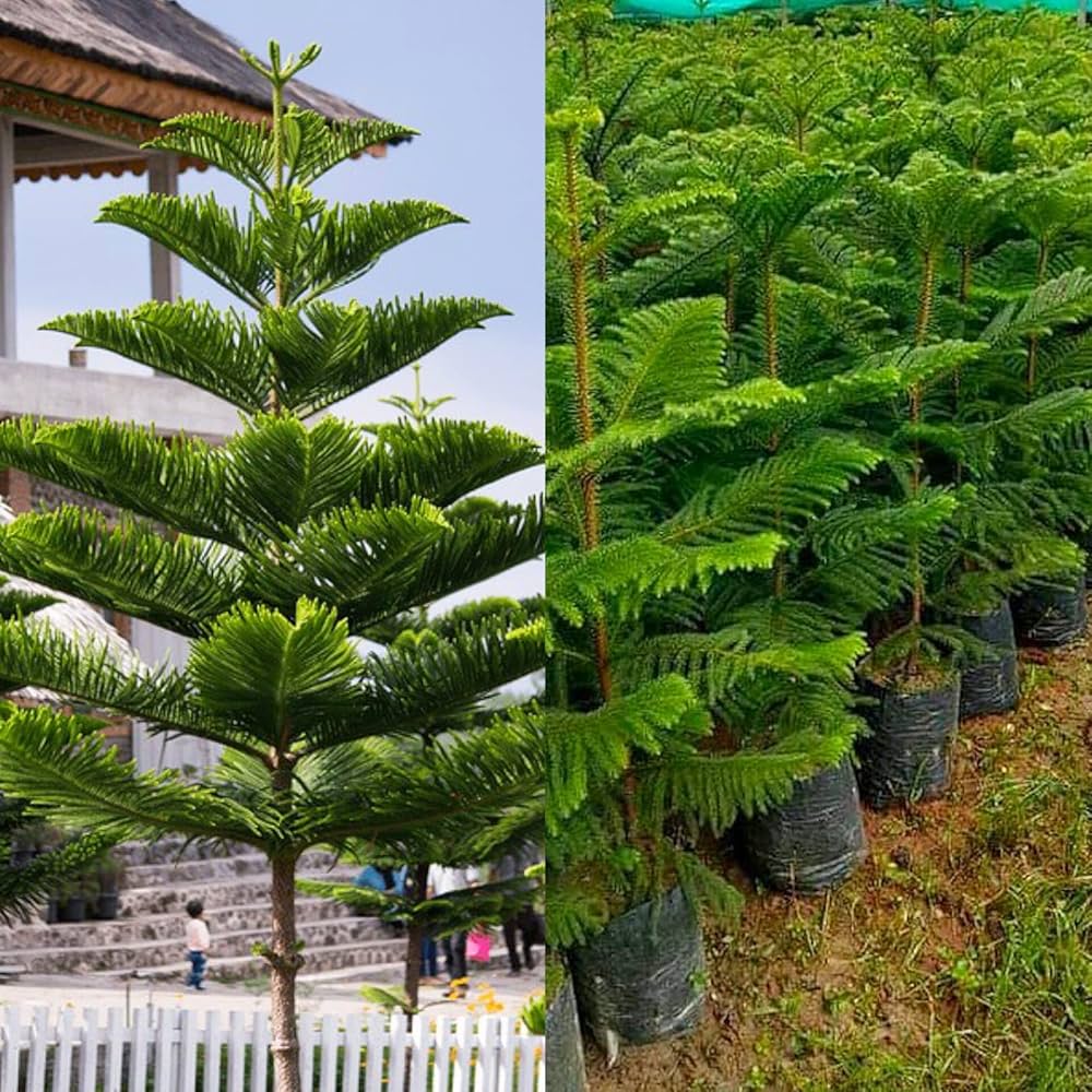 10 Norfolk Island Pine Seeds Araucaria heterophylla