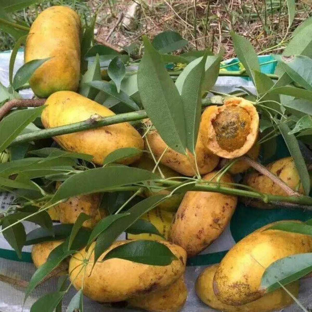 50 Yellow Akebia Trifoliata Akebi Chocolate Vine Seeds