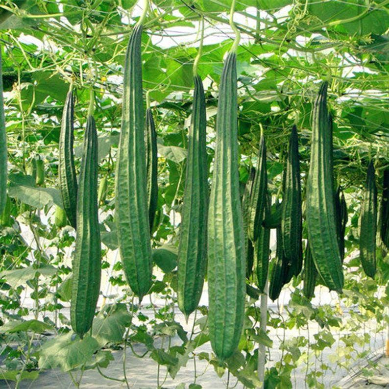 30 Chinese Okra Angled Luffa Gourd Vegetable Seeds