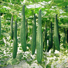 30 Chinese Okra Angled Luffa Gourd Vegetable Seeds
