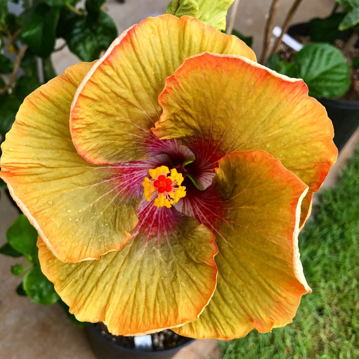 100 Tahitian Green Tiger Hibiscus Hardy Flower Perennials Seeds