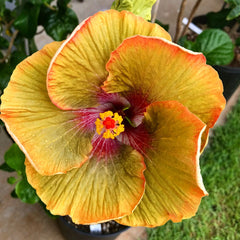 100 Tahitian Green Tiger Hibiscus Hardy Flower Perennials Seeds