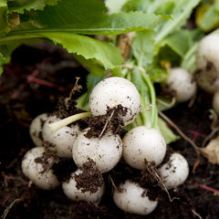 200 Hailstone White Radish Vegetable Non-Gmo Seeds