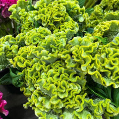 Close-up of green fuzzy flowers with blurred pink and red flowers in the background