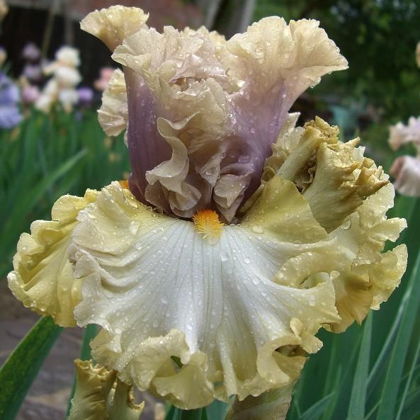 100 Colourable Iris Seeds
