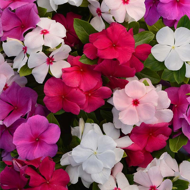 100 Valiant Mix Vinca Flower Seeds Madagascar Periwinkle