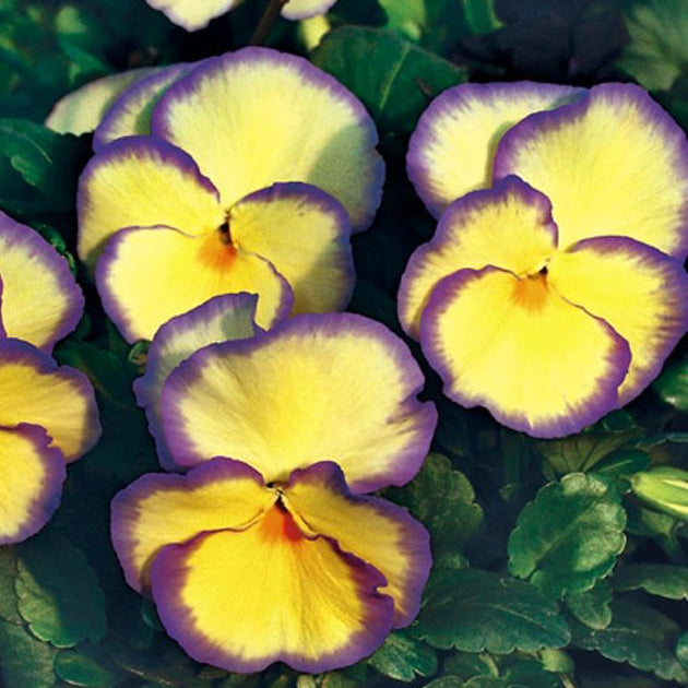 100 Orvokki Etain Pansy Flower Seeds