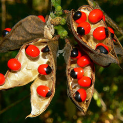 50 Rosary Pea Crab's Eye Abrus precatorius L Seeds