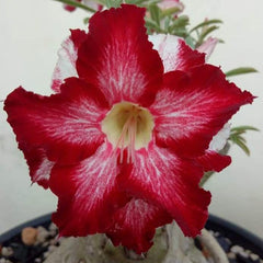 15 Thai Red Siam Adenium Obesum Desert Rose Seeds