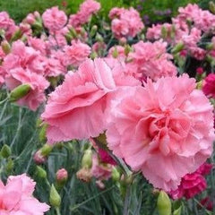 350 Chabaud Aurora Carnation Flower Dianthus Caryophyllus Seeds