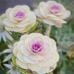 100 Pink Crane Flower Ornamental Kale Brassica Oleracea Seeds