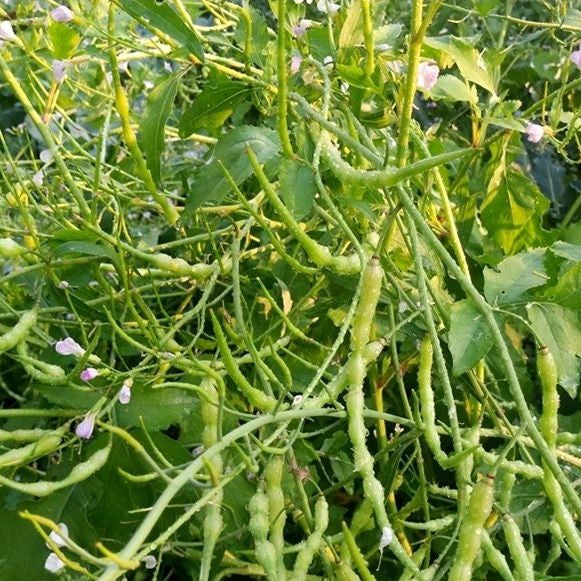 Green plants with small flowers and green pods in a natural setting