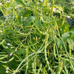 Green plants with small flowers and green pods in a natural setting