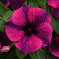 100 Tattoo Black Cherry Vinca Flower Seeds Madagascar Periwinkle