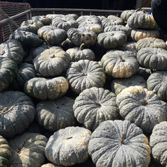 35 Thong Ampai 426 Thai Pumpkin Vegetable Seeds