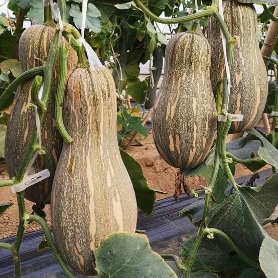 20 Honey Pumpkin Seeds