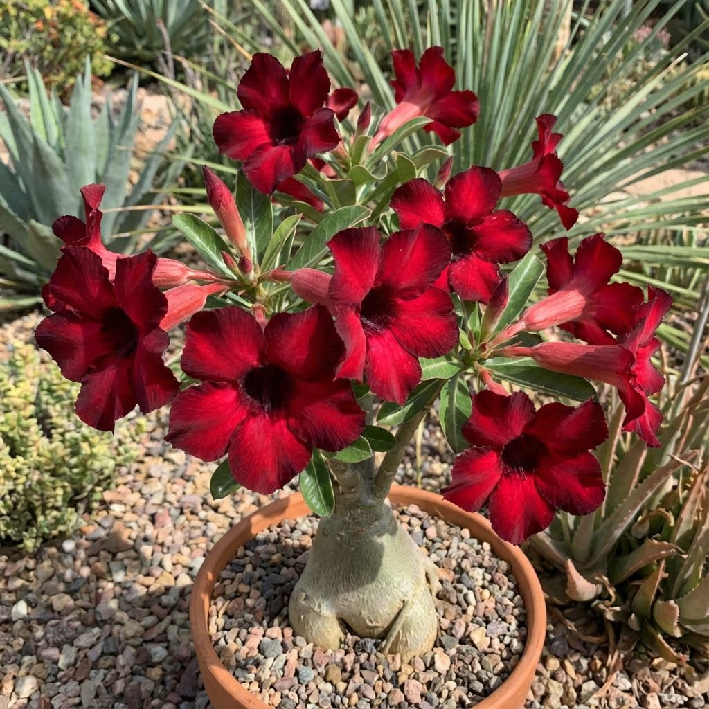 15 Thai Red Adenium Obesum Desert Rose Seeds