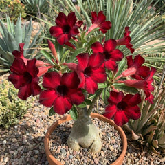 15 Thai Red Adenium Obesum Desert Rose Seeds