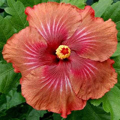 100 Espresso Magic Hibiscus Hardy Flower Perennials Seeds