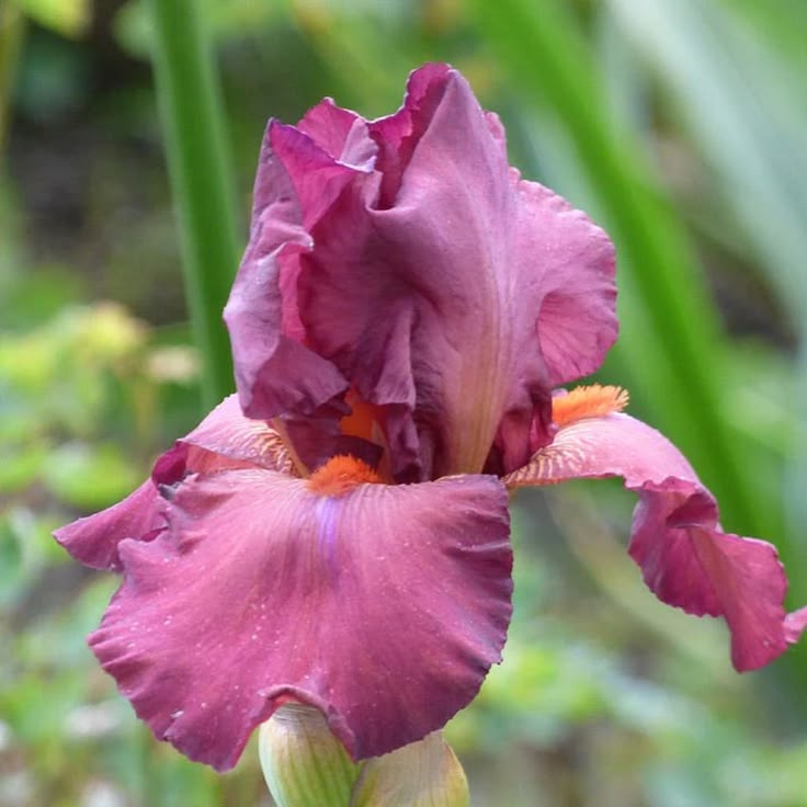 100 Lady Friend Iris Seeds