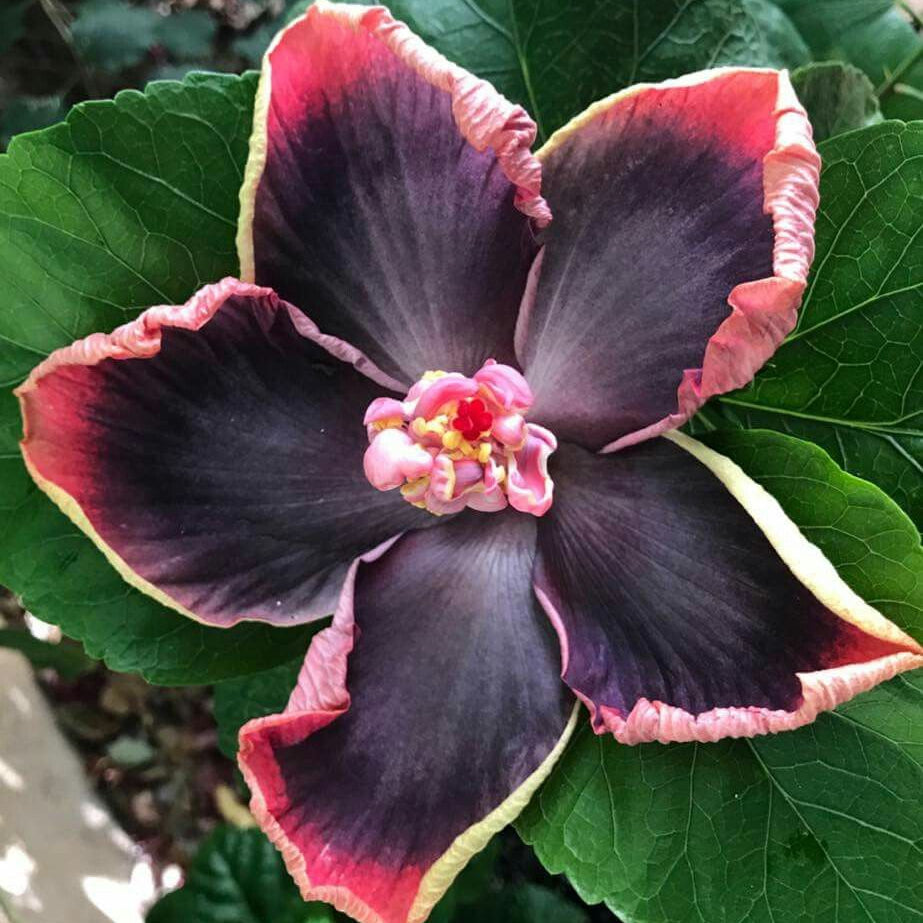 Close-up of a unique flower with pink and purple petals on green leaves.