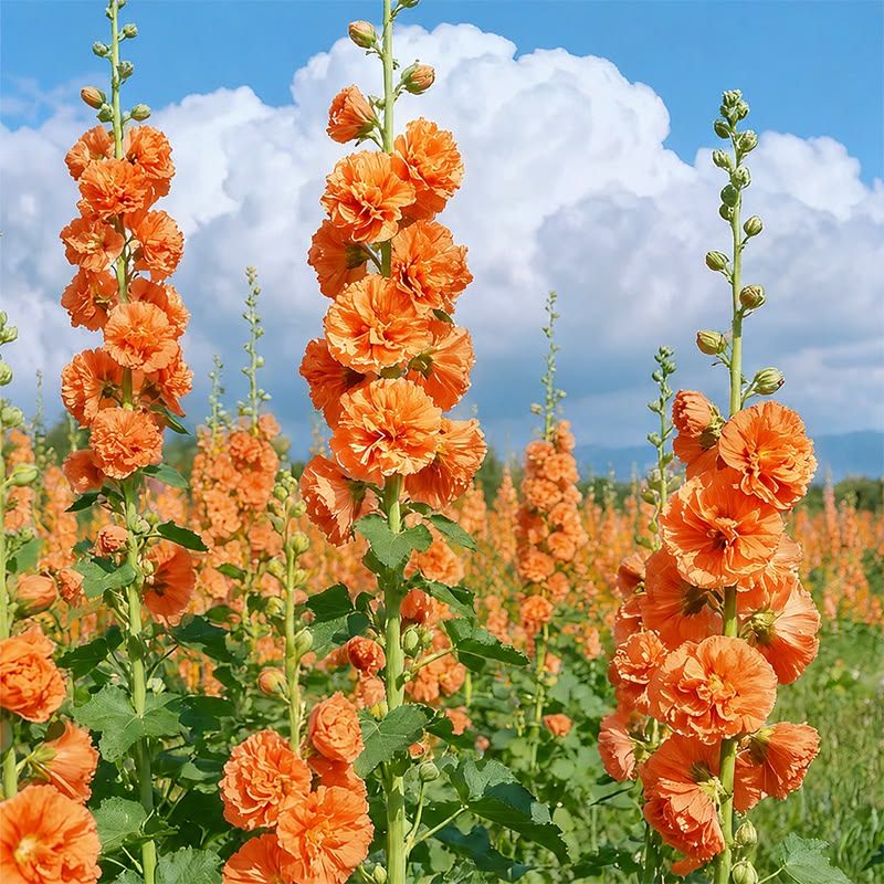 100 Orange Hollyhocks Alcea Rosea Flower Seeds