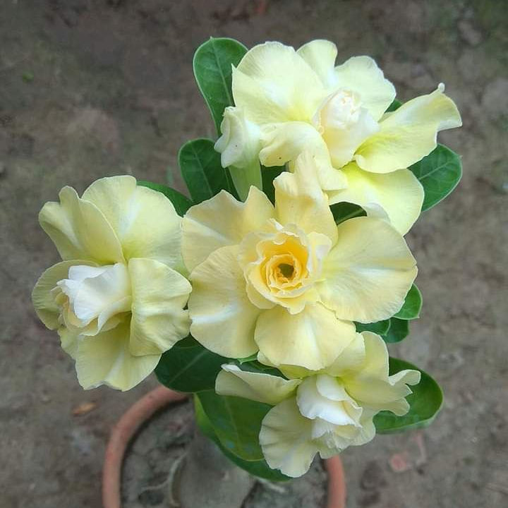 15 Thai Yellow Sansiri Adenium Obesum Double layer Desert Rose Seeds