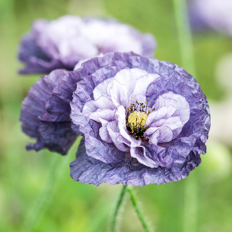 2000 Amazing Grey Poppy Flower Seeds
