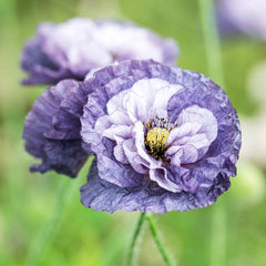 2000 Amazing Grey Poppy Flower Seeds