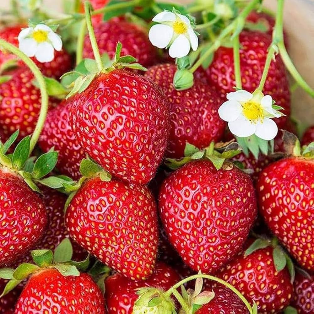 100 Seascape Strawberry Fruit Organic Sweet Non-GMO Seeds