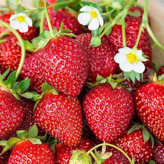 100 Seascape Strawberry Fruit Organic Sweet Non-GMO Seeds