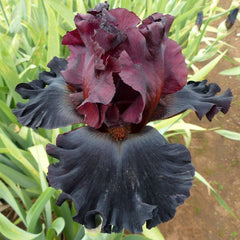 100 Under My Spell Iris Seeds