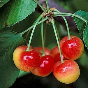 30 Rainier Cherry Tree Fruit Seeds