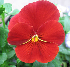 100 Pure Red Pansy Flower Seeds