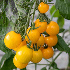100 Yellow Mimi F1 Tomato Vegetable Heirloom Seeds