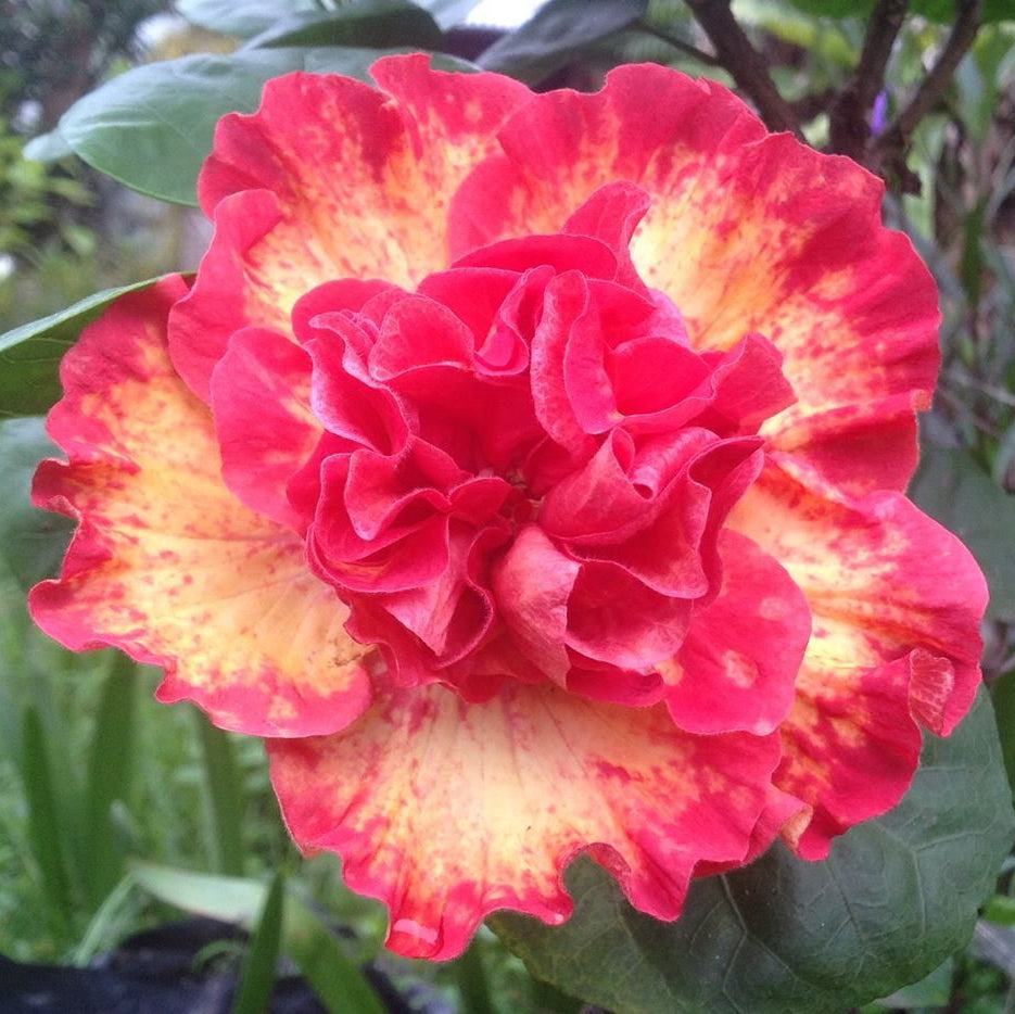 Close-up of a vibrant red and orange flower with green leaves in the background