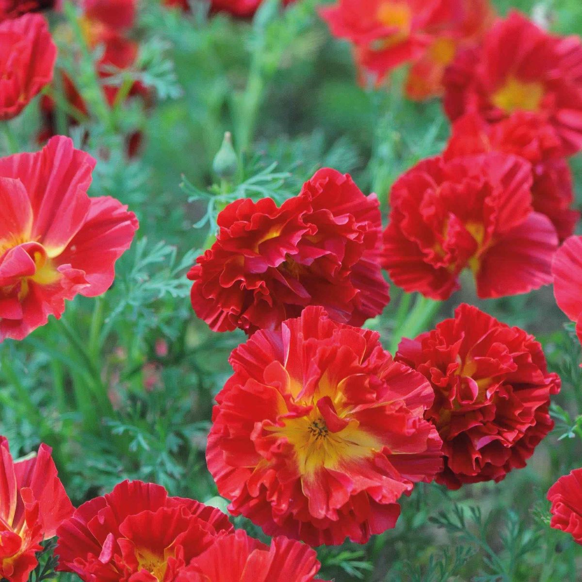 2000 Cherry Swirl Poppy Flower Seeds